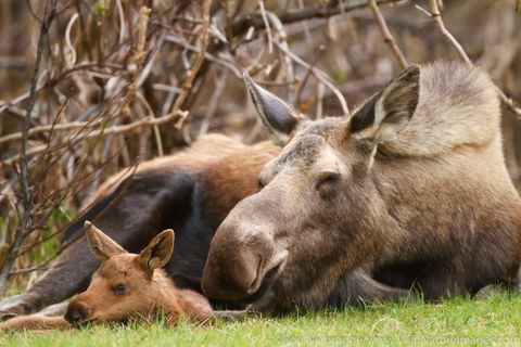 Cow and Calf Moose