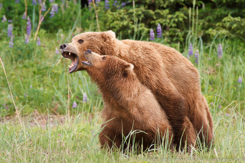 Mating Brown Bears