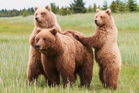 Sow with Cubs