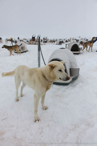 Sled dog tour