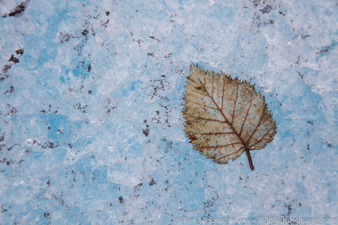 Leaf on Ice