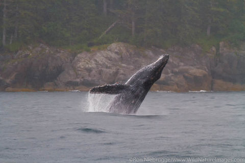 Breaching Humpback Whale