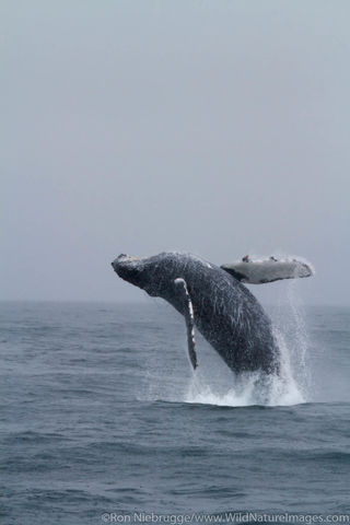 Breaching Humpback Whale