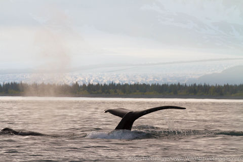 Humpback Whale