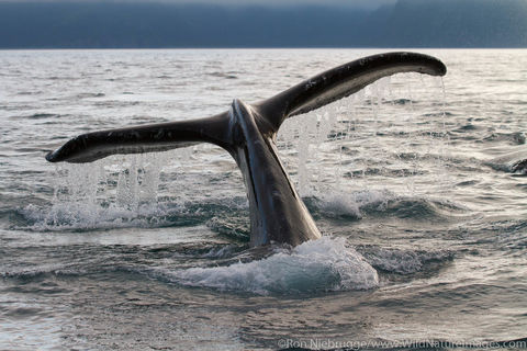 Humpback Whale