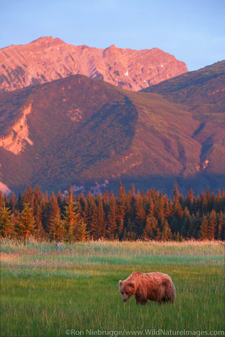 Brown Bear