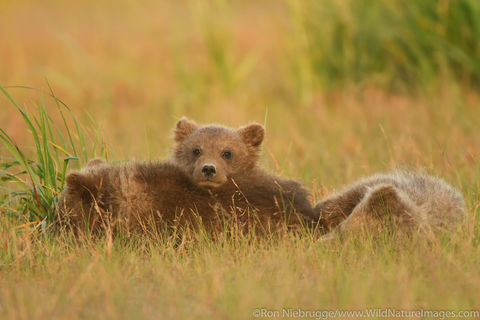 Spring Cubs