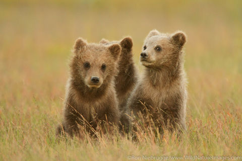 Spring Cubs