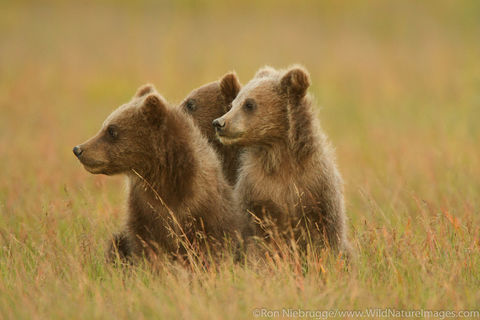 Spring Cubs