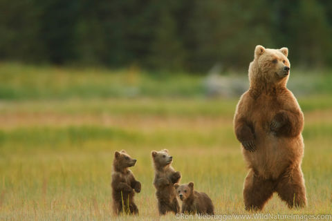 Sow with Spring Cubs