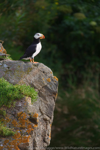 Horned Puffin