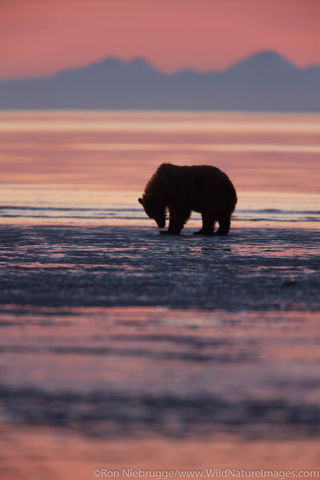 Brown Bears at Sunrise