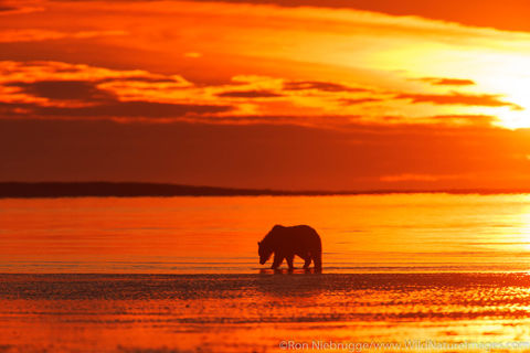 Brown Bears at Sunrise