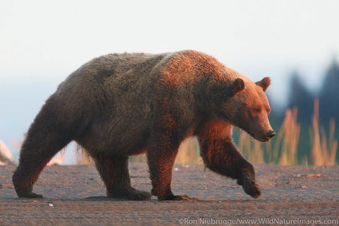 Brown Bear