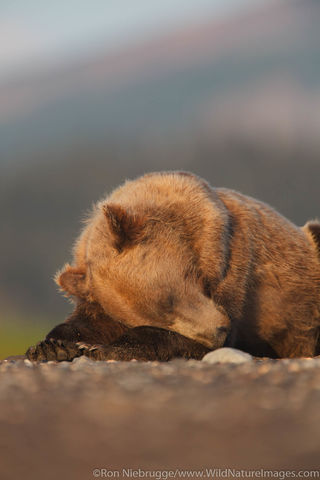 Brown Bear