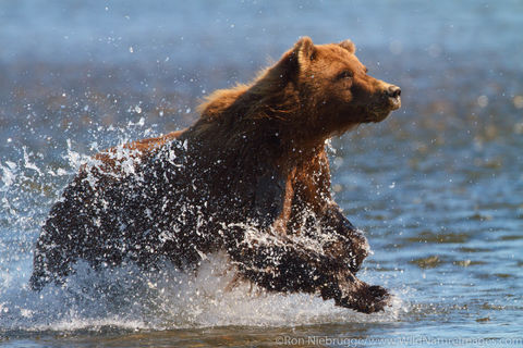 Charging Brown Bear