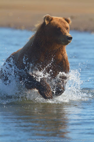 Charging Brown Bear