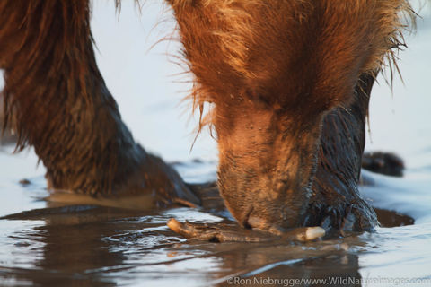 Clamming Grizzly Bear