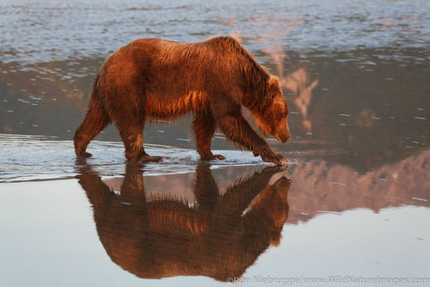 Grizzly Bear Reflection