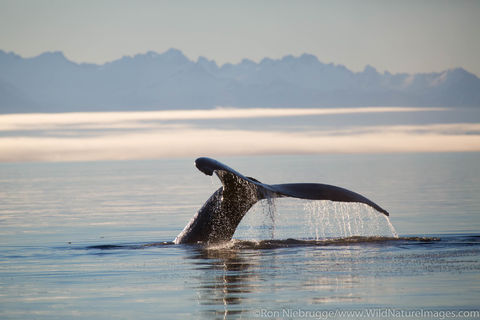Humpback Whale Tail
