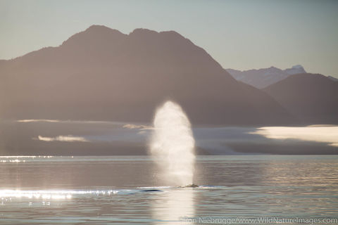Humpback Whale