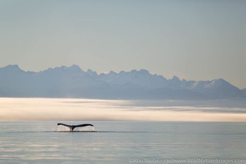 Humpback Whale Tail