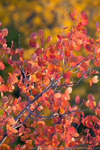 Fall Foliage