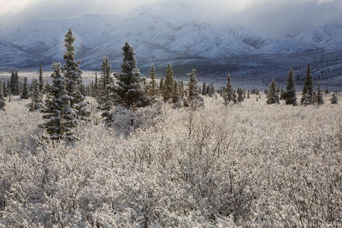 Denali National Park