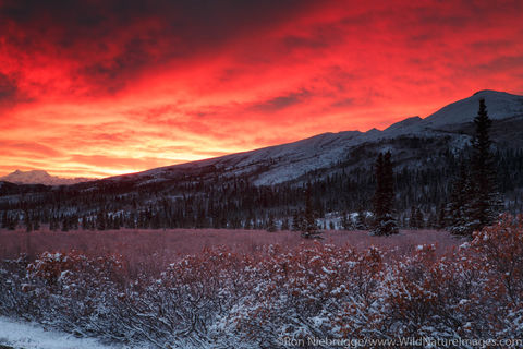 Denali National Park
