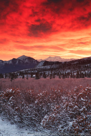 Denali National Park