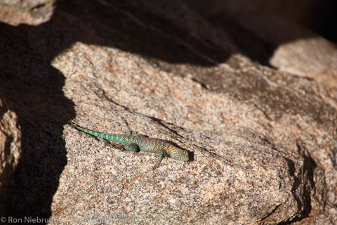 Anza-Borrego