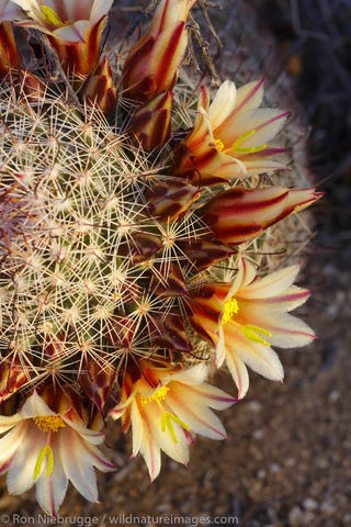 California fishhook cactus