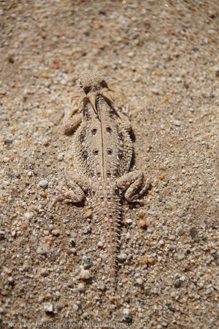 lat-tail horned lizard 