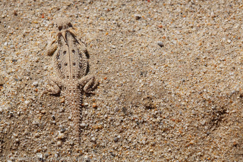 lat-tail horned lizard 