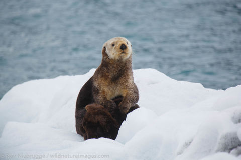 Sea Otter