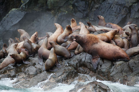 Steller Sea Lions