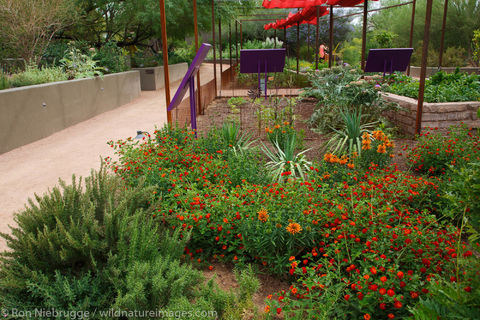 Desert Botanical Garden