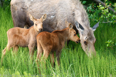 Moose Calves