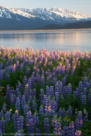Turnagain Arm