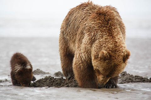Brown Bear Sow with Cub