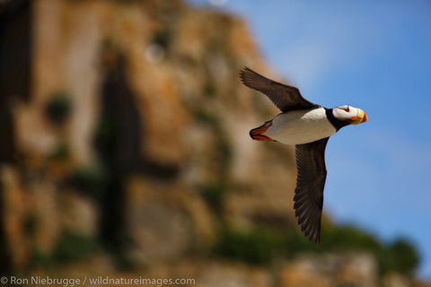 Horned Puffin