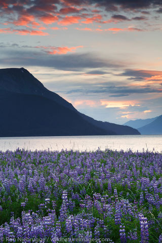 Lupine Along Turnagain Arm
