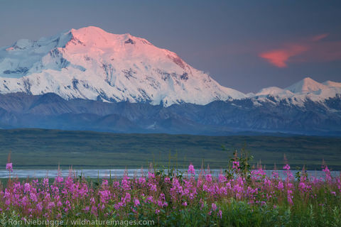 Fireweed and Denali