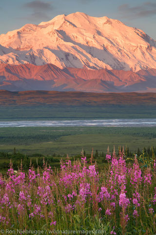 Fireweed and Denali