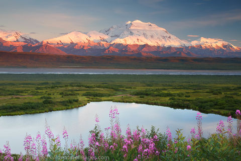 Fireweed