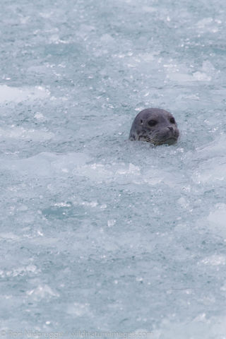 Harbor Seals, Chenega Glacier