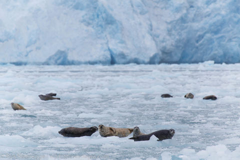 Harbor Seals, Chenega Glacier