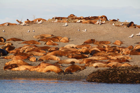 Sea Lions