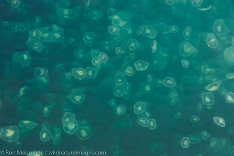 Smack of Jellyfish