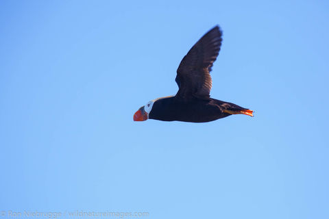 Tufted Puffin